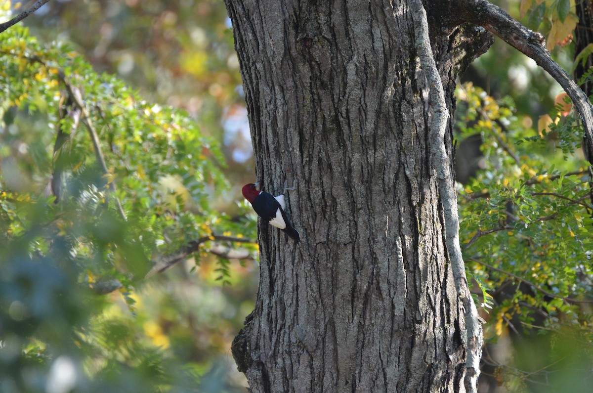 rødhodespett - ML645891582