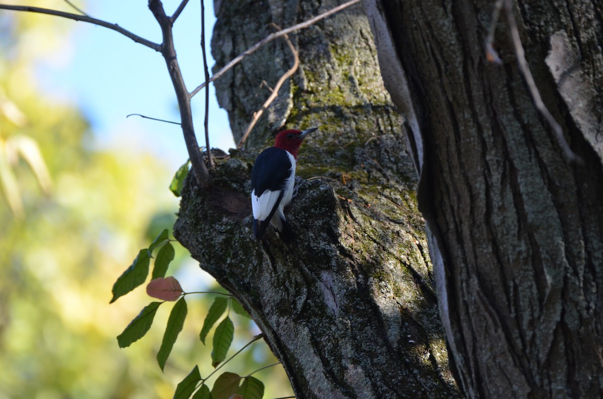 rødhodespett - ML645891584