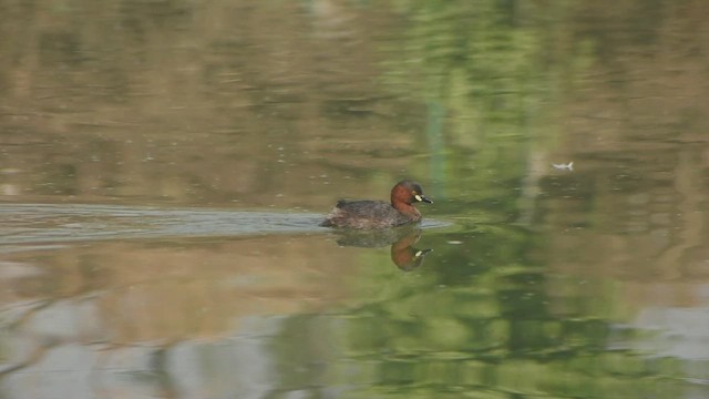 Küçük Batağan - ML645891586