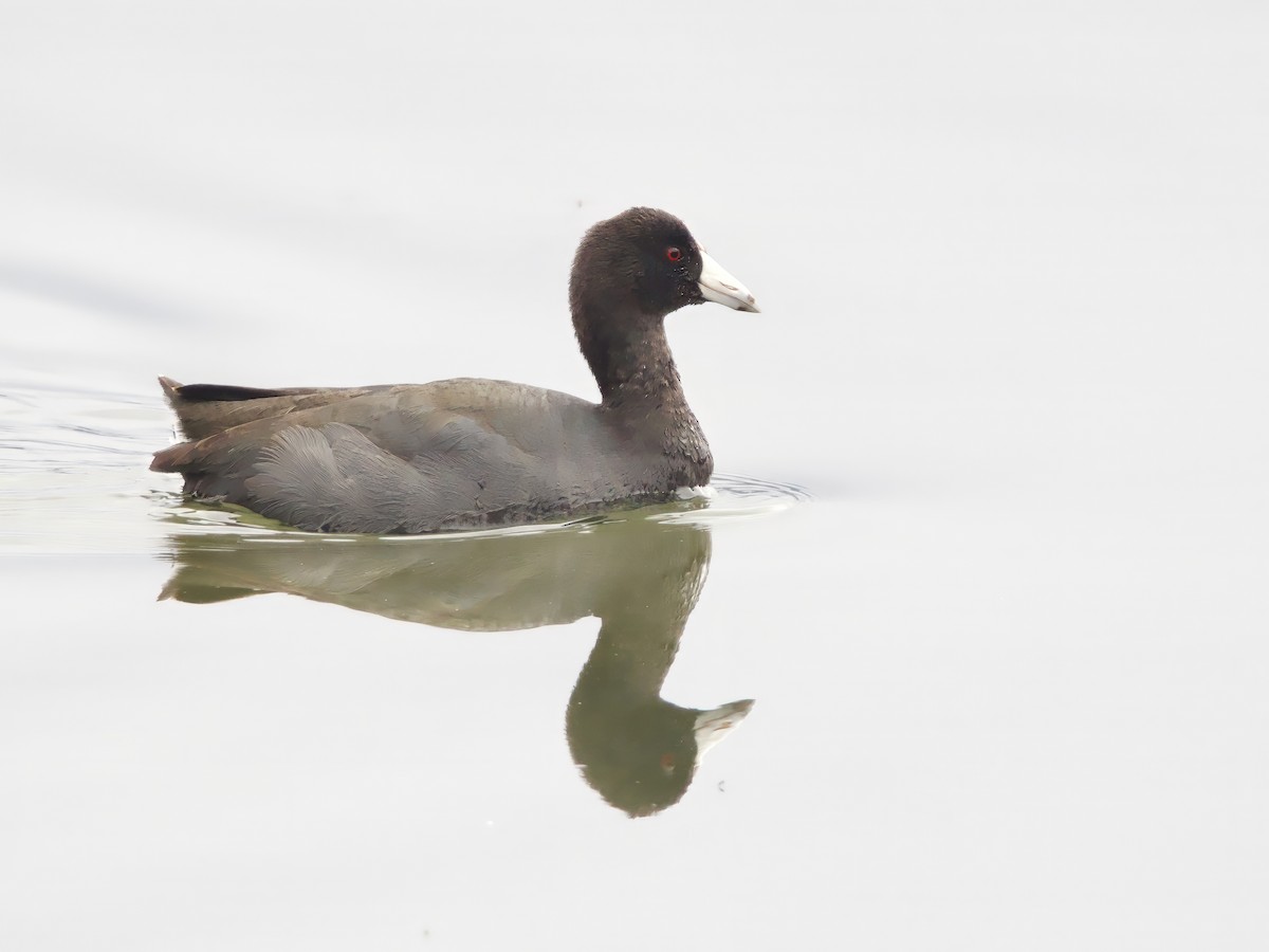 amerikasothøne - ML645891588