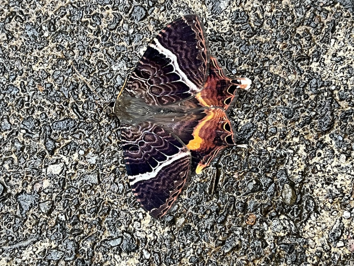 Butterflies and Moths - ML645891589