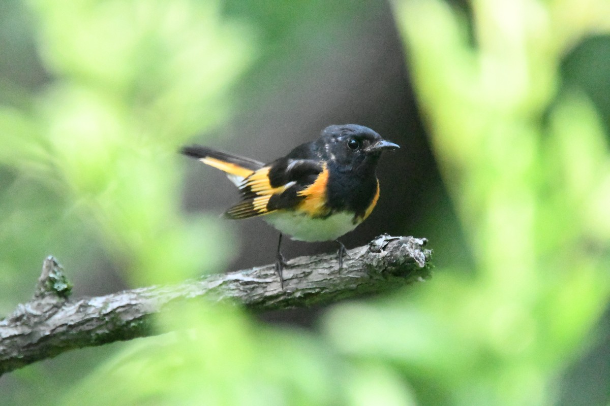 rødstjertparula - ML645891592