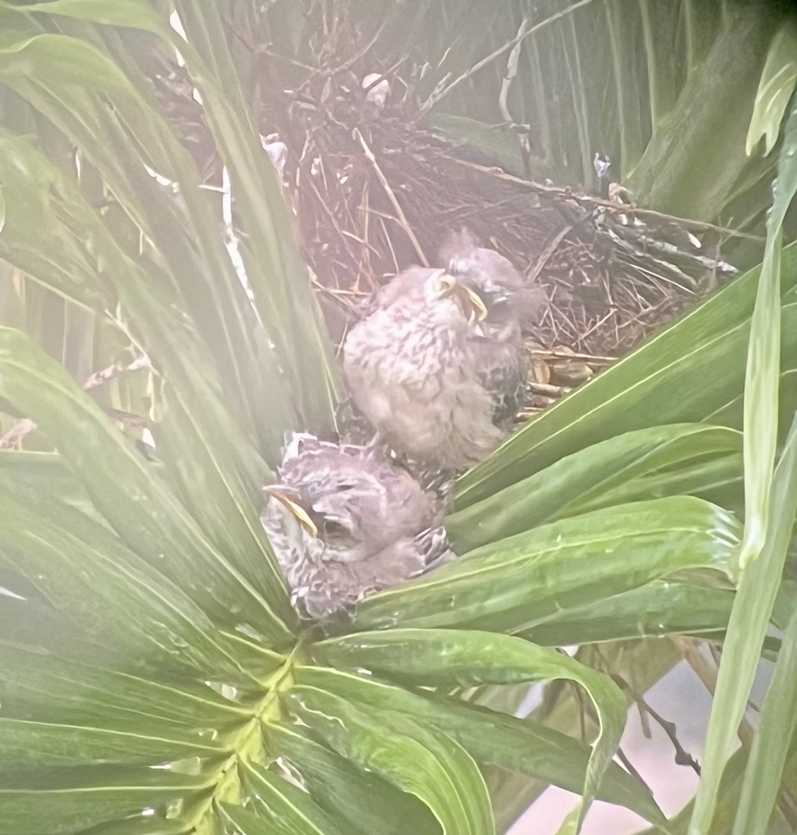 tropespottefugl - ML645891594