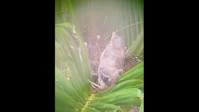 Tropikal Taklitçi - ML645891595