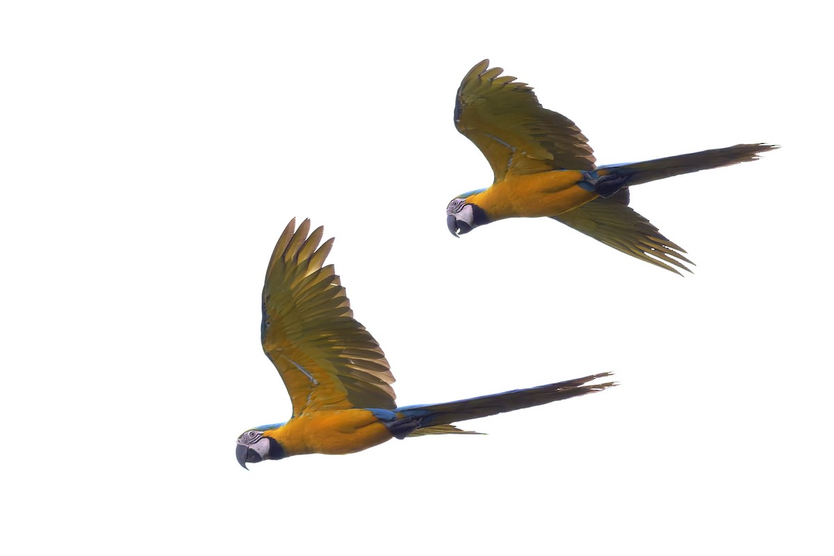 blågulara - ML645891600