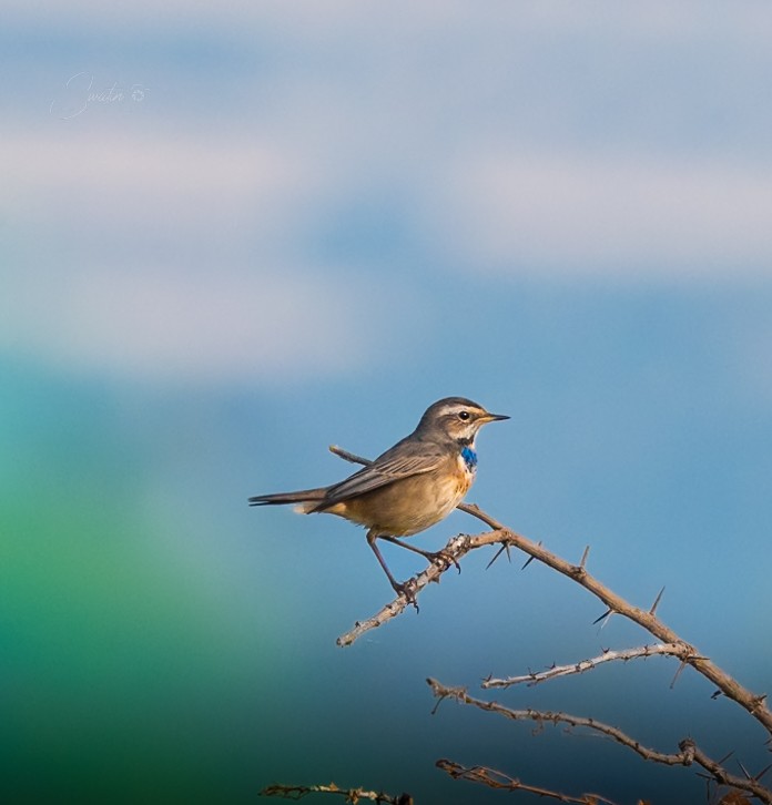 blåstrupe - ML645891601