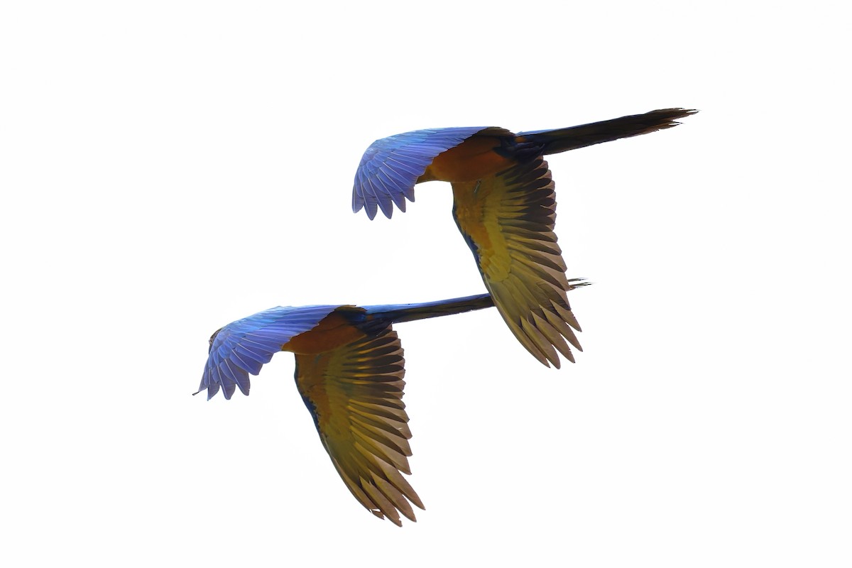 blågulara - ML645891602