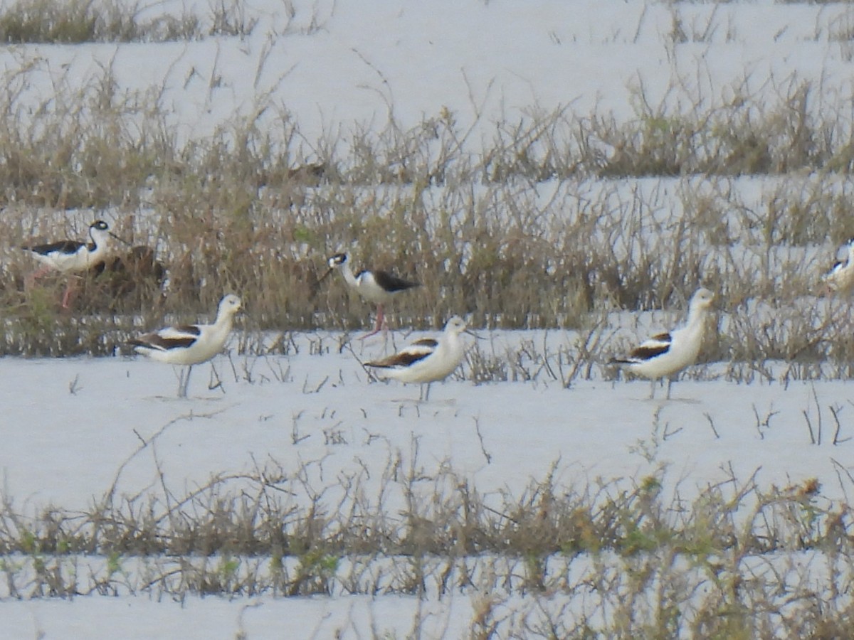 kortnebbekkasinsnipe - ML645891603