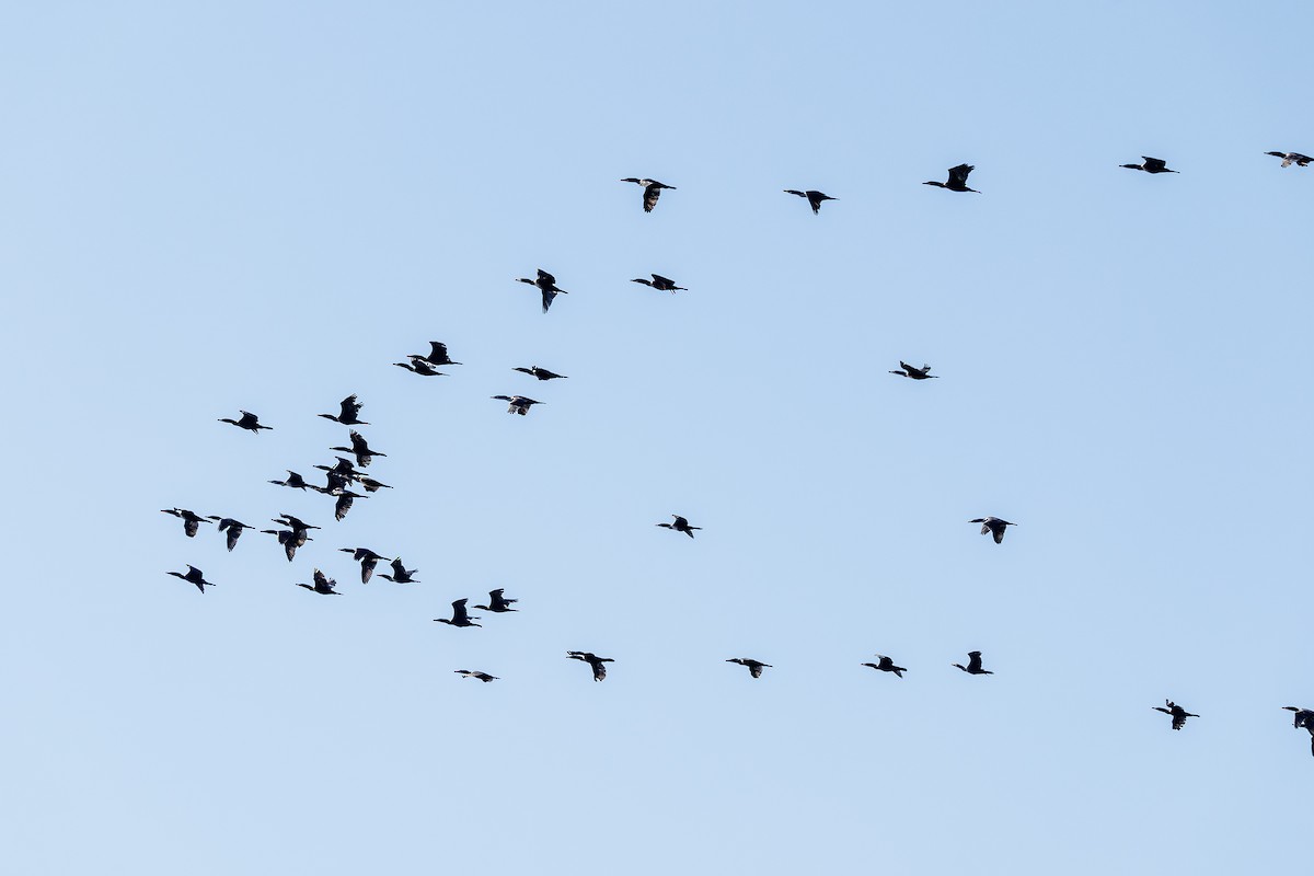 totoppskarv - ML645891604