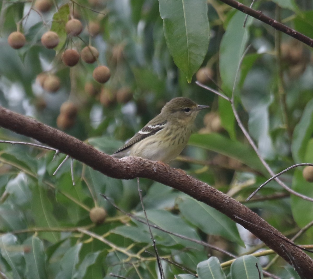 svarthetteparula - ML645891605