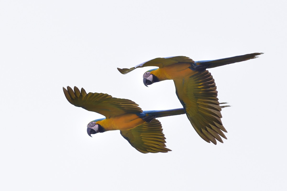 blågulara - ML645891606