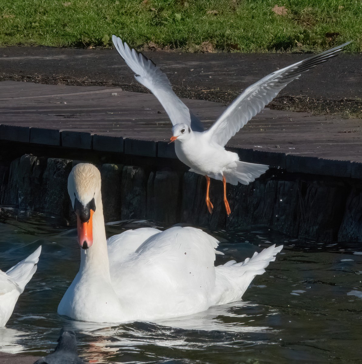 knoppsvane - ML645891607