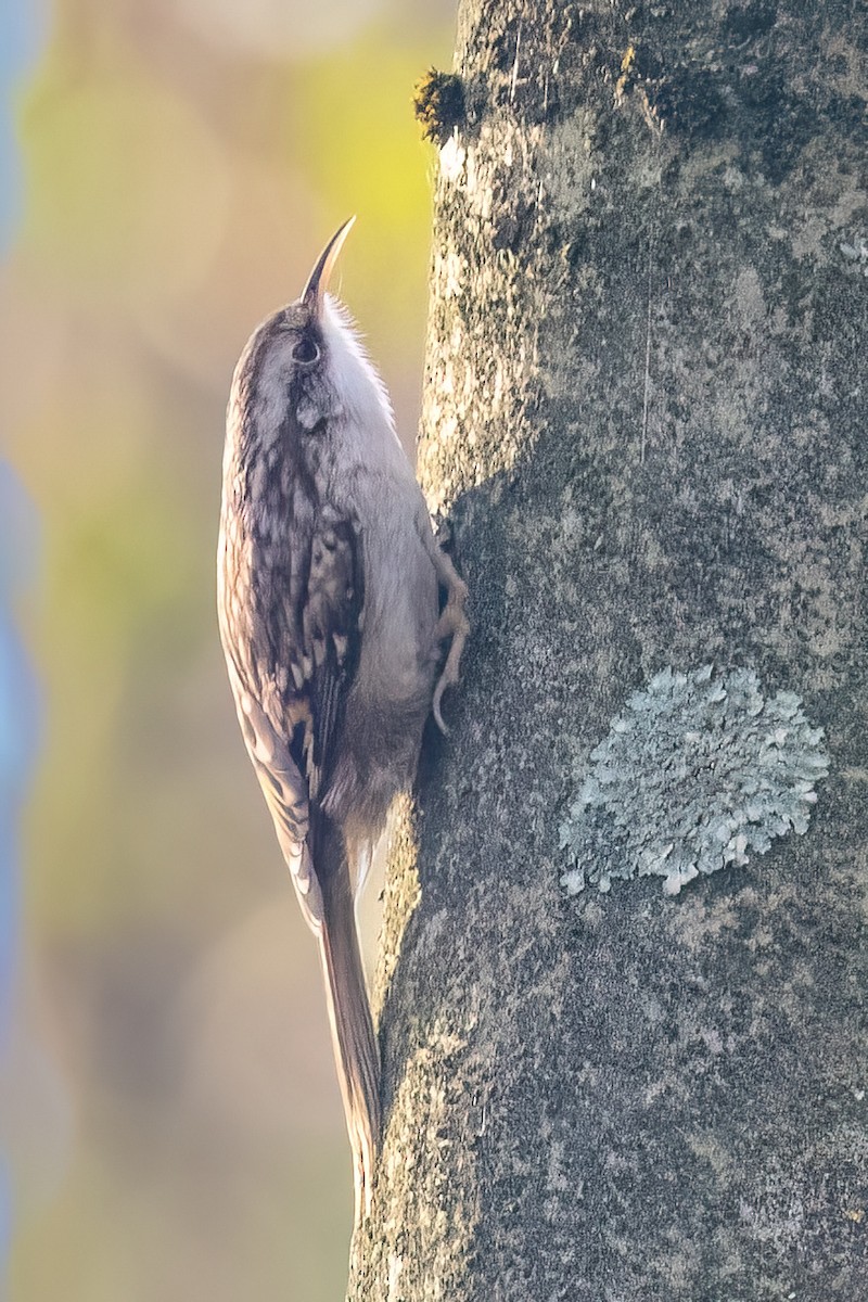 Short-toed Treecreeper - ML645891610