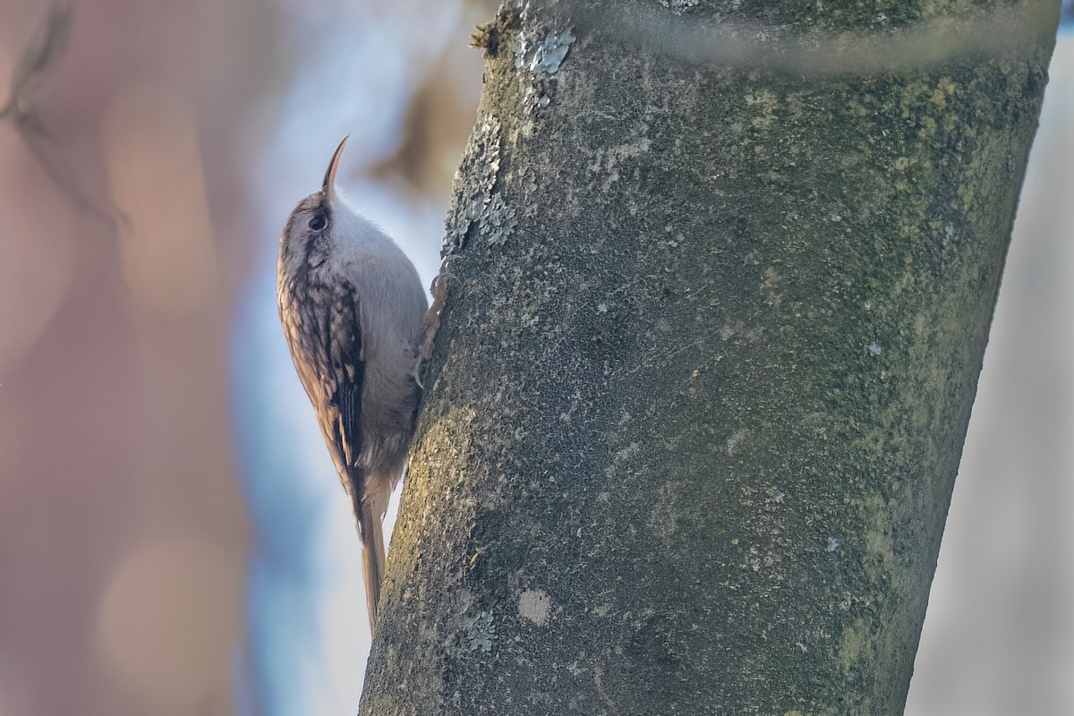 Short-toed Treecreeper - ML645891611