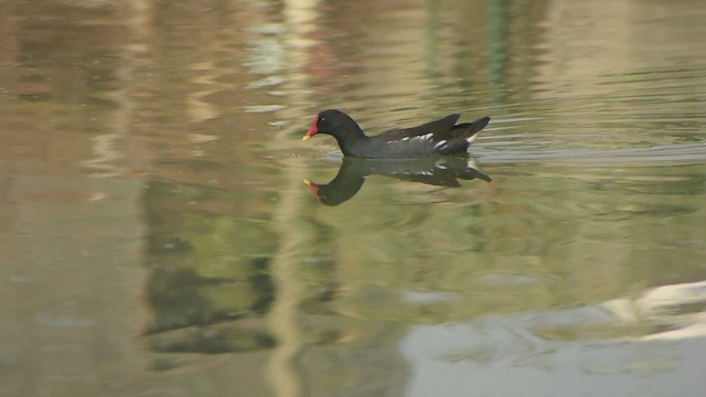 Sutavuğu - ML645891622