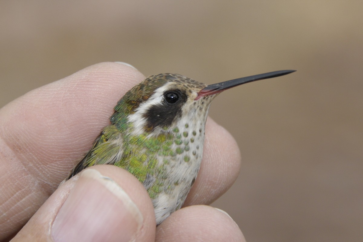 Ak Kulaklı Kolibri - ML645891633