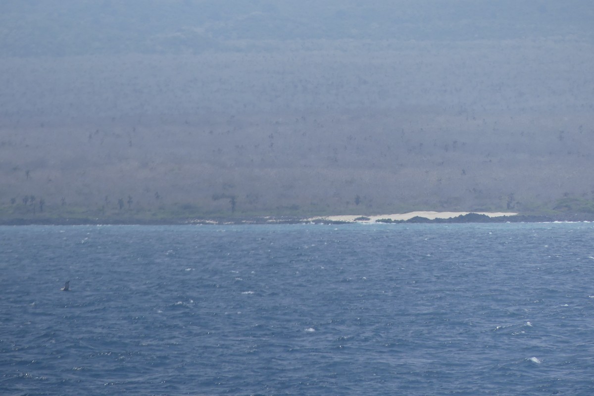 albatros galapážský - ML645891635