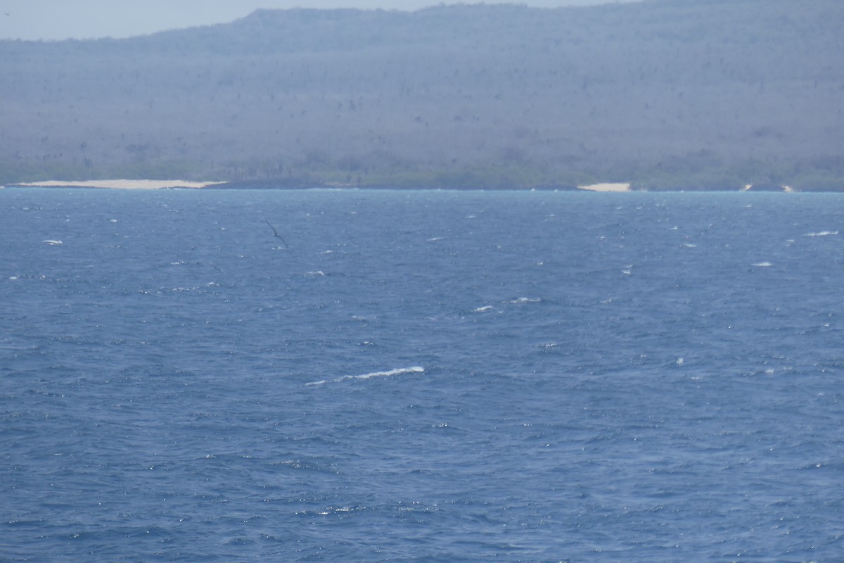 albatros galapážský - ML645891636