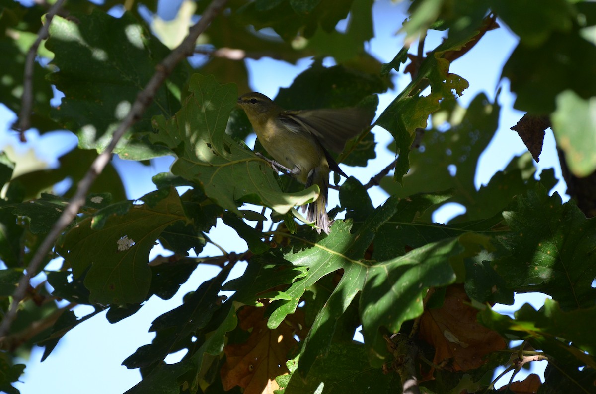 Tennessee Warbler - ML645891641