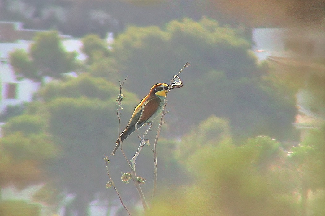 European Bee-eater - ML645891642