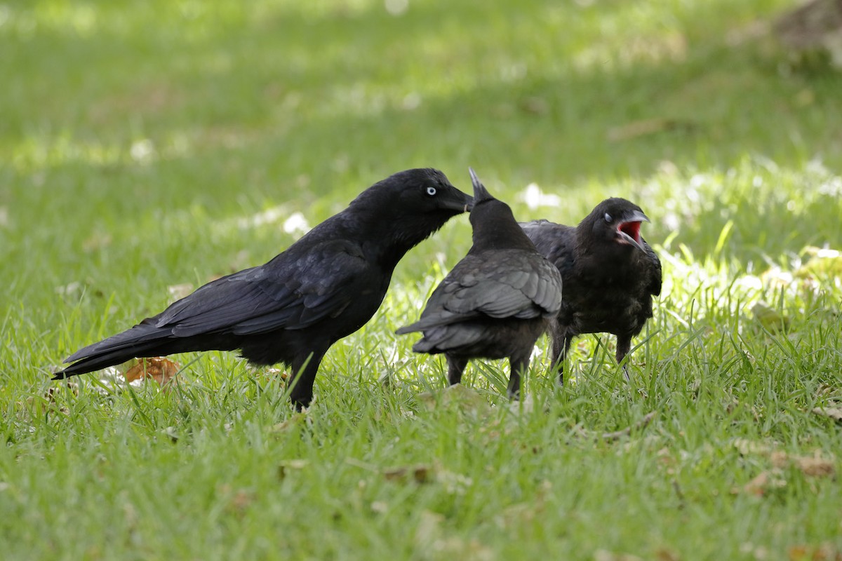 ミナミコワタリガラス - ML645891643