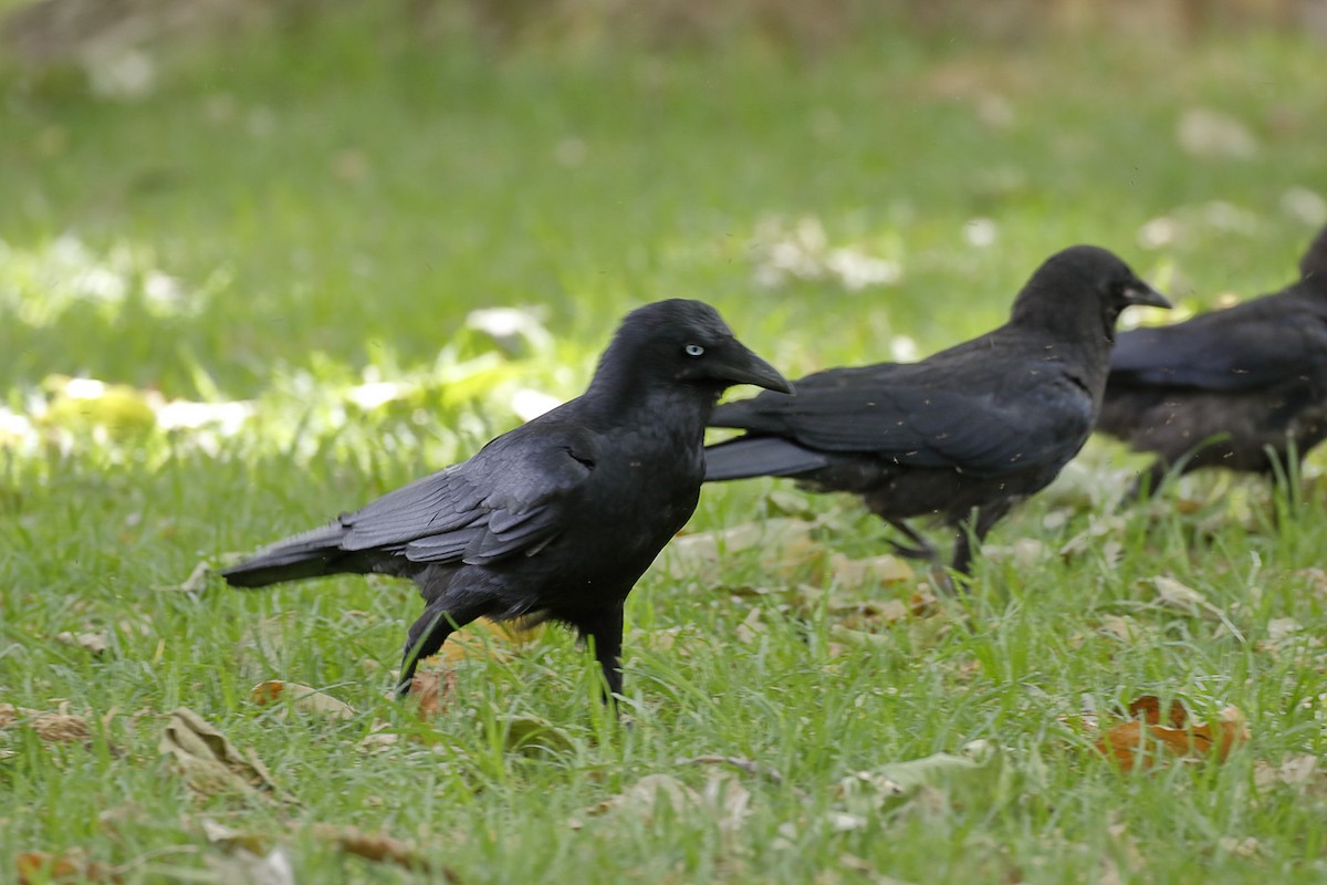 ミナミコワタリガラス - ML645891645