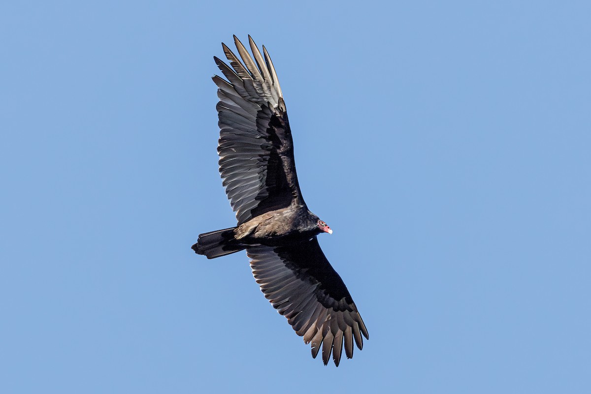Turkey Vulture - ML645891648