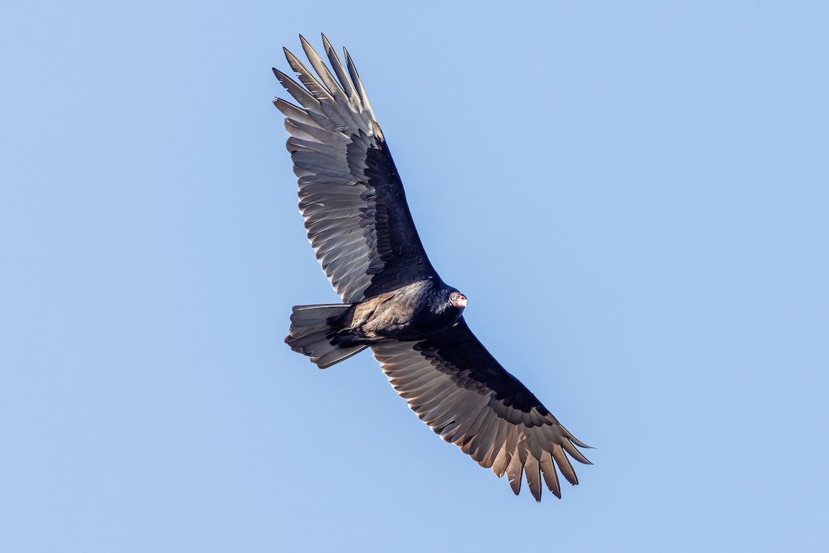 Turkey Vulture - ML645891649