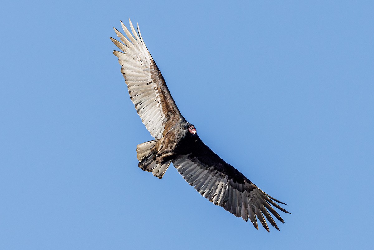 Turkey Vulture - ML645891650