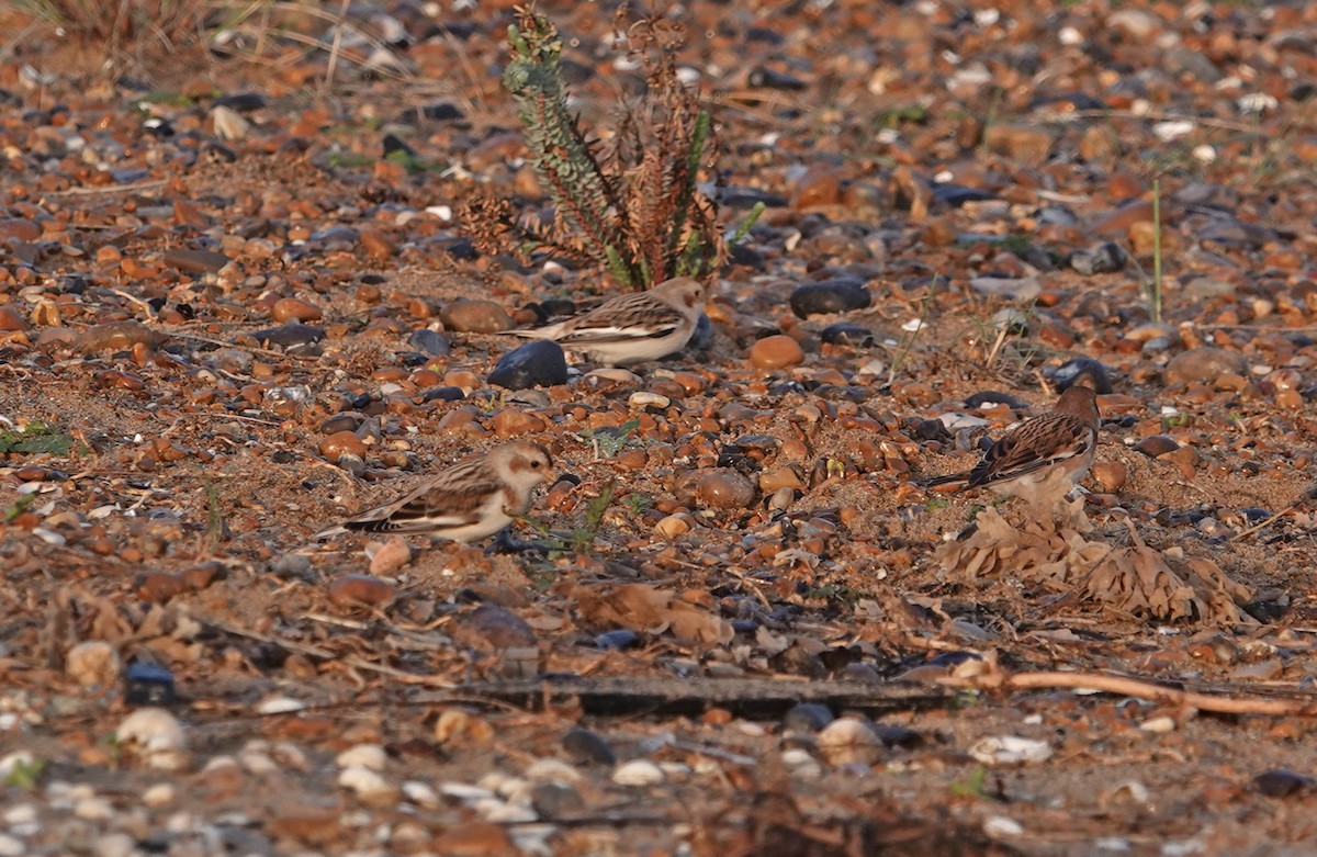 Snow Bunting - ML645891655