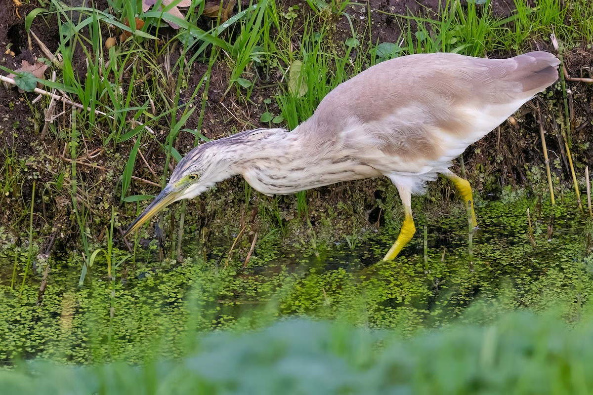 Squacco Heron - ML645891656