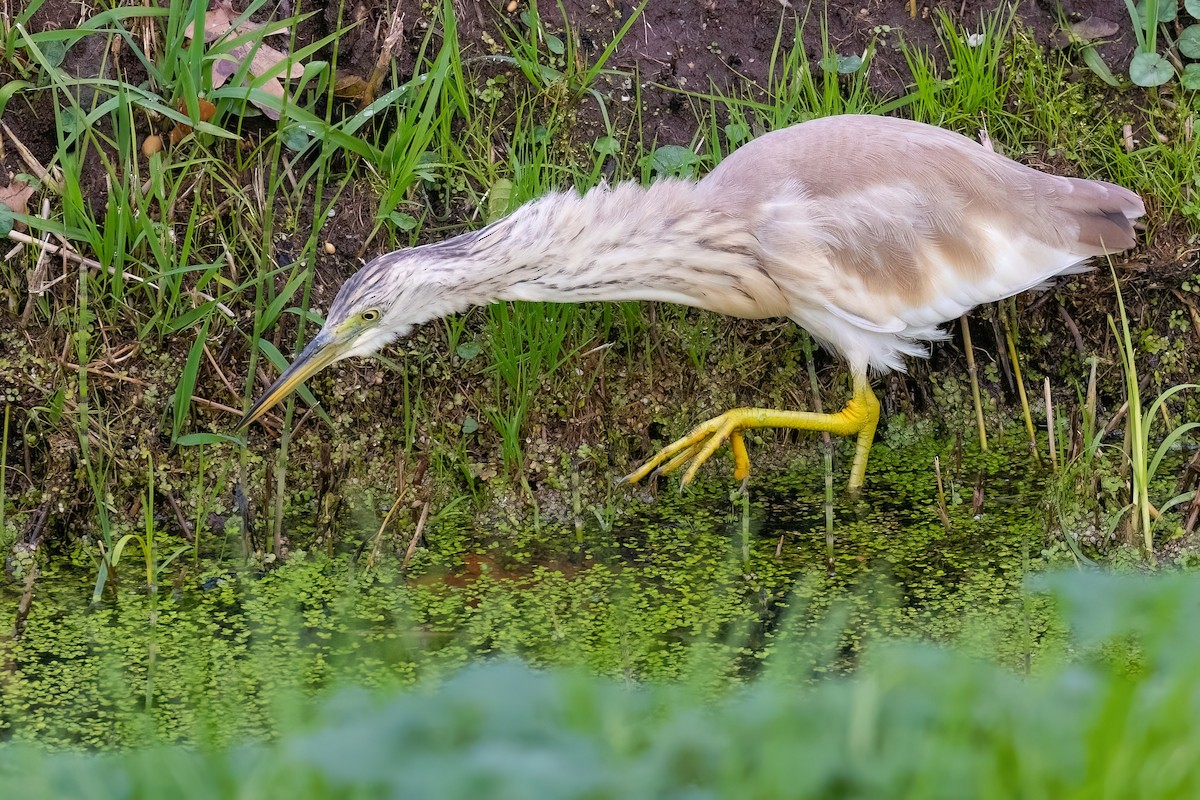 Squacco Heron - ML645891658