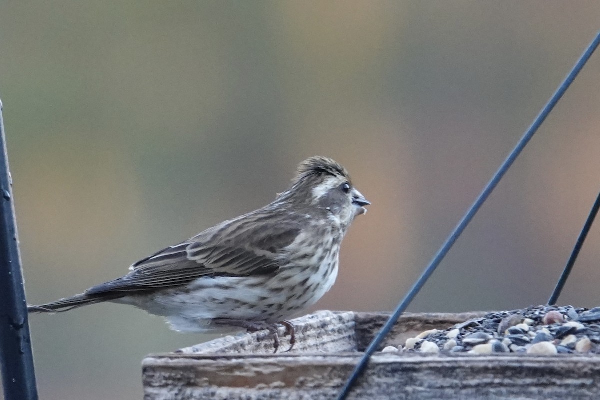 purpurfink - ML645891659