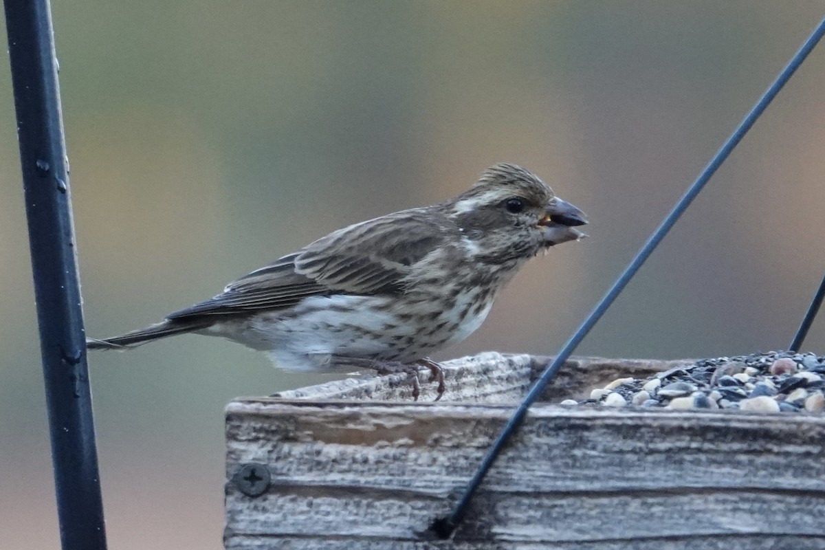 purpurfink - ML645891660