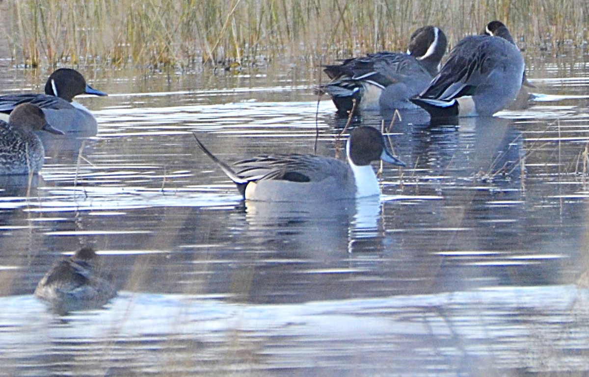Northern Pintail - ML645891663