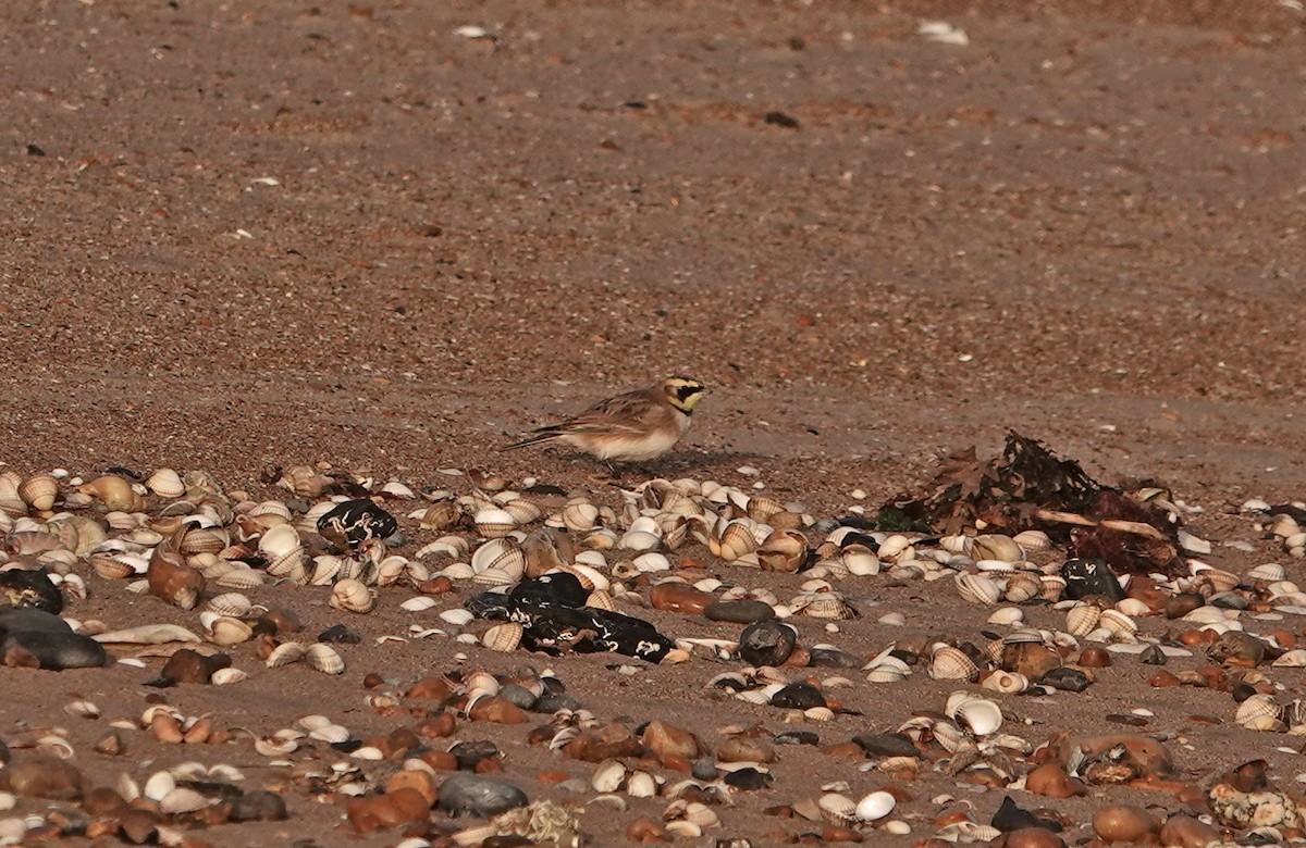Horned Lark - ML645891666