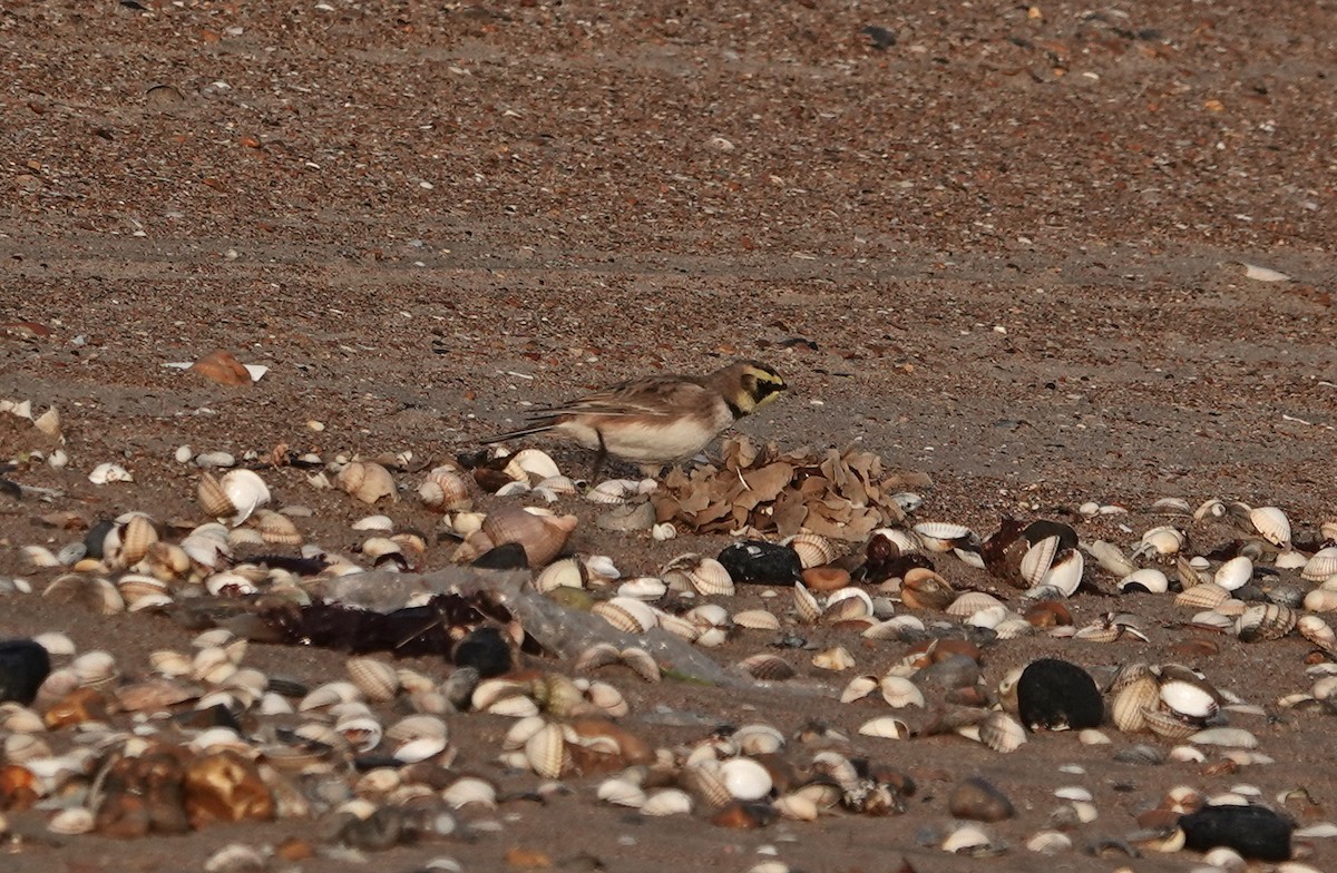Horned Lark - ML645891667