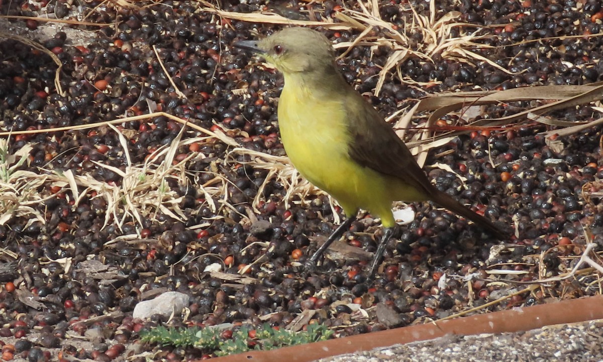 Cattle Tyrant - ML645891671