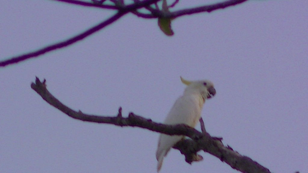Yellow-crested Cockatoo - ML645891682