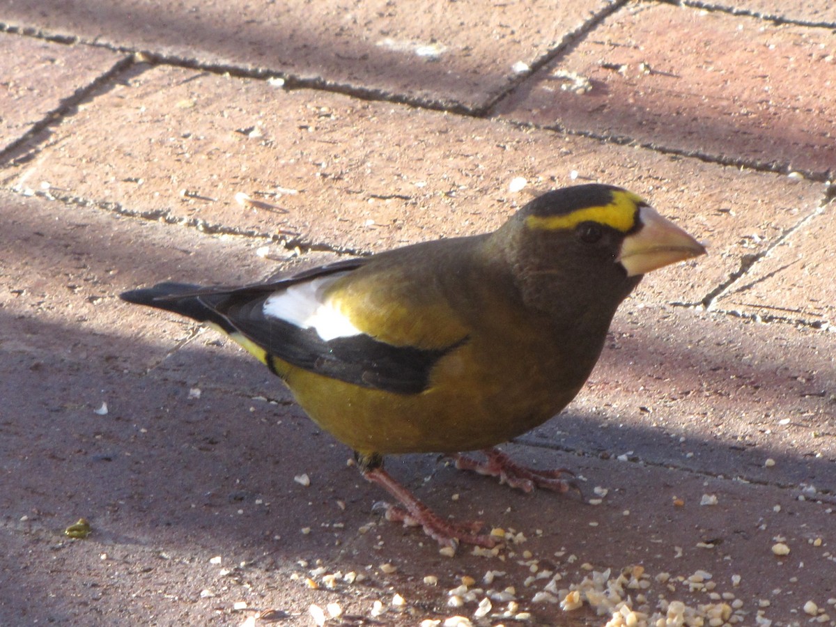Evening Grosbeak - ML645891694