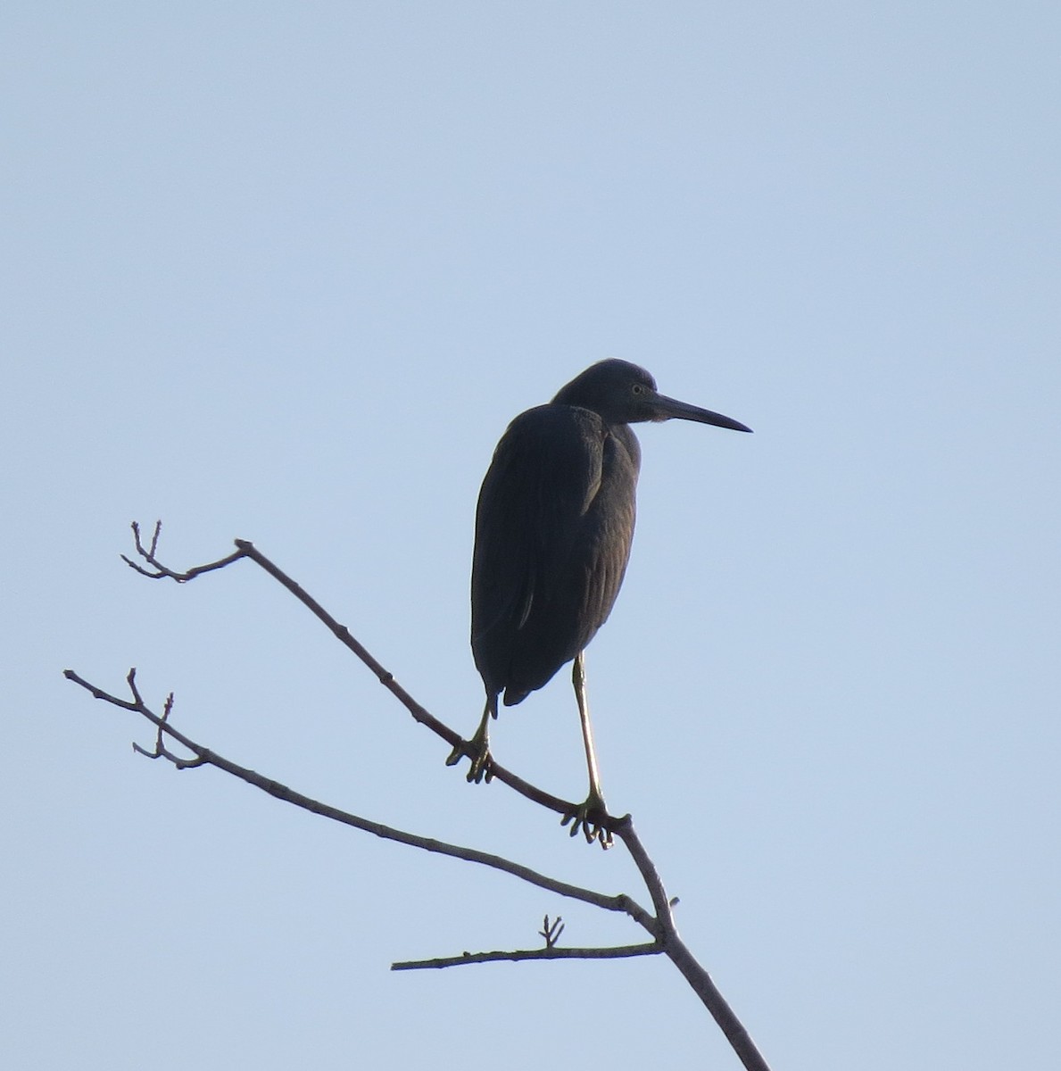 Little Blue Heron - ML645891698