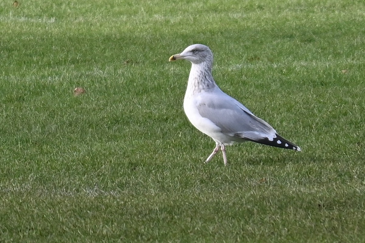 European Herring Gull - ML645891712