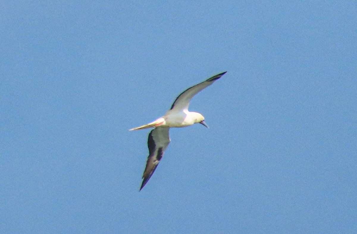 Red-footed Booby - ML645891714