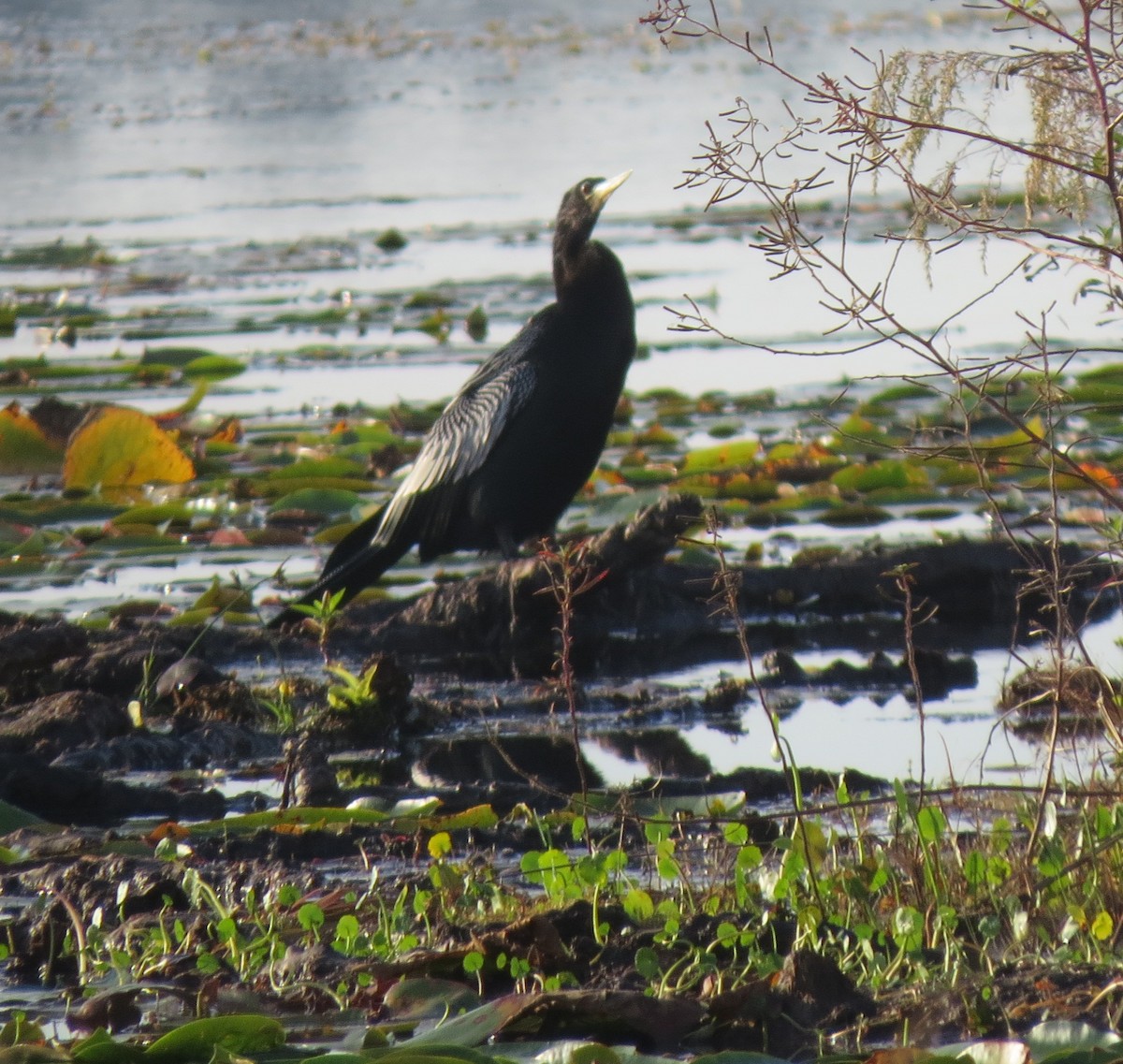 Anhinga - ML645891736