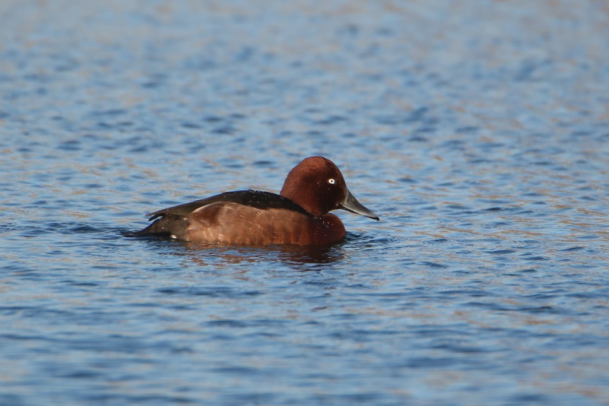 Ferruginous Duck - ML645891739