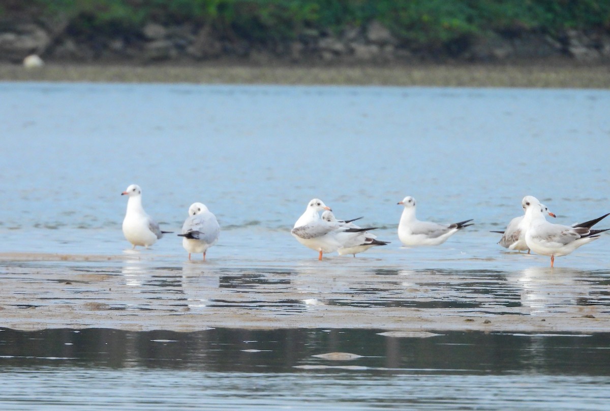 Hint Martısı - ML645891740