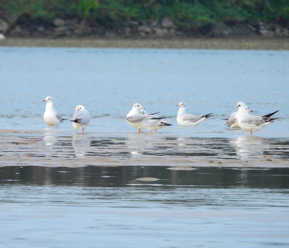 Hint Martısı - ML645891741