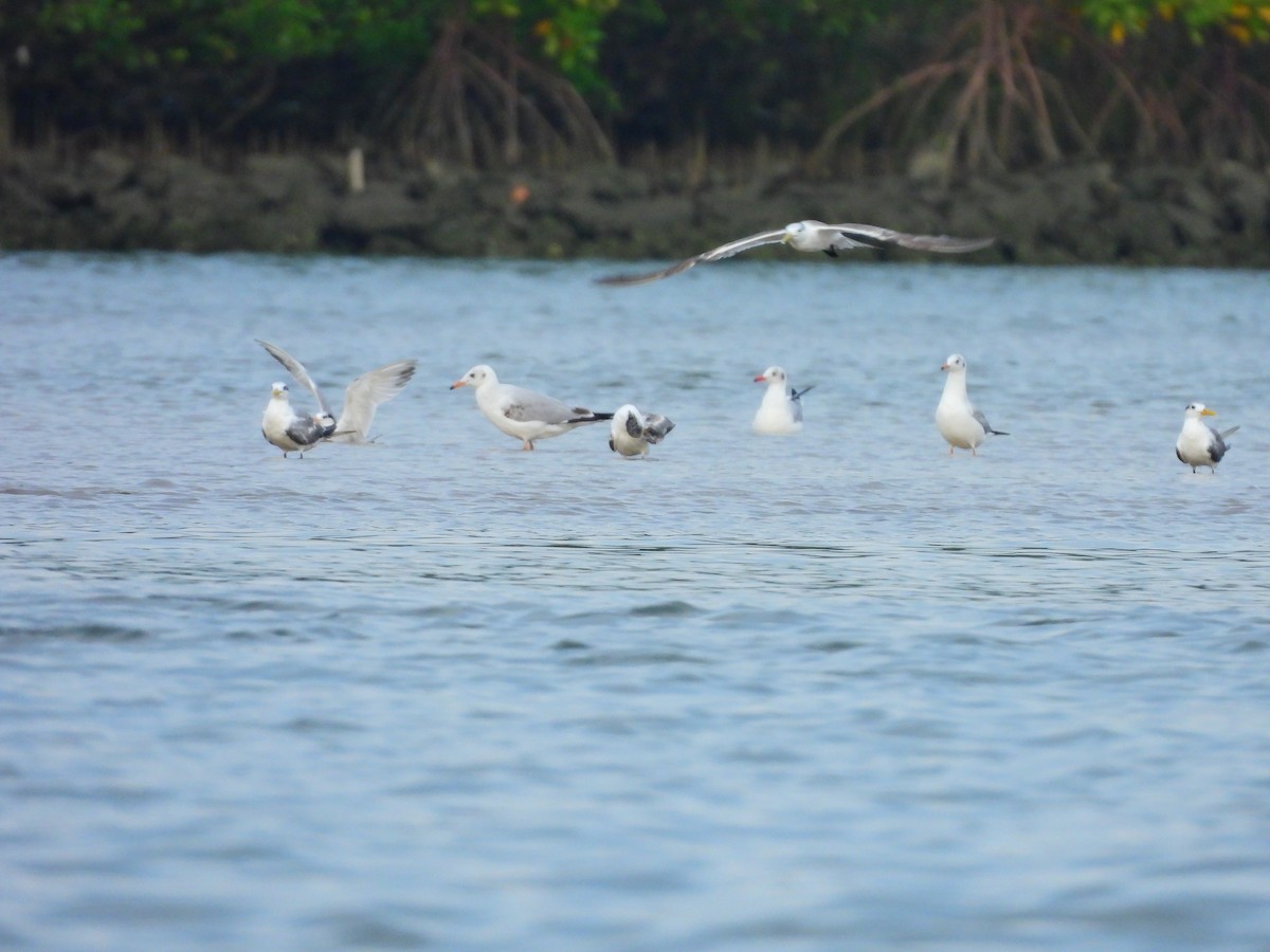 Hint Martısı - ML645891753