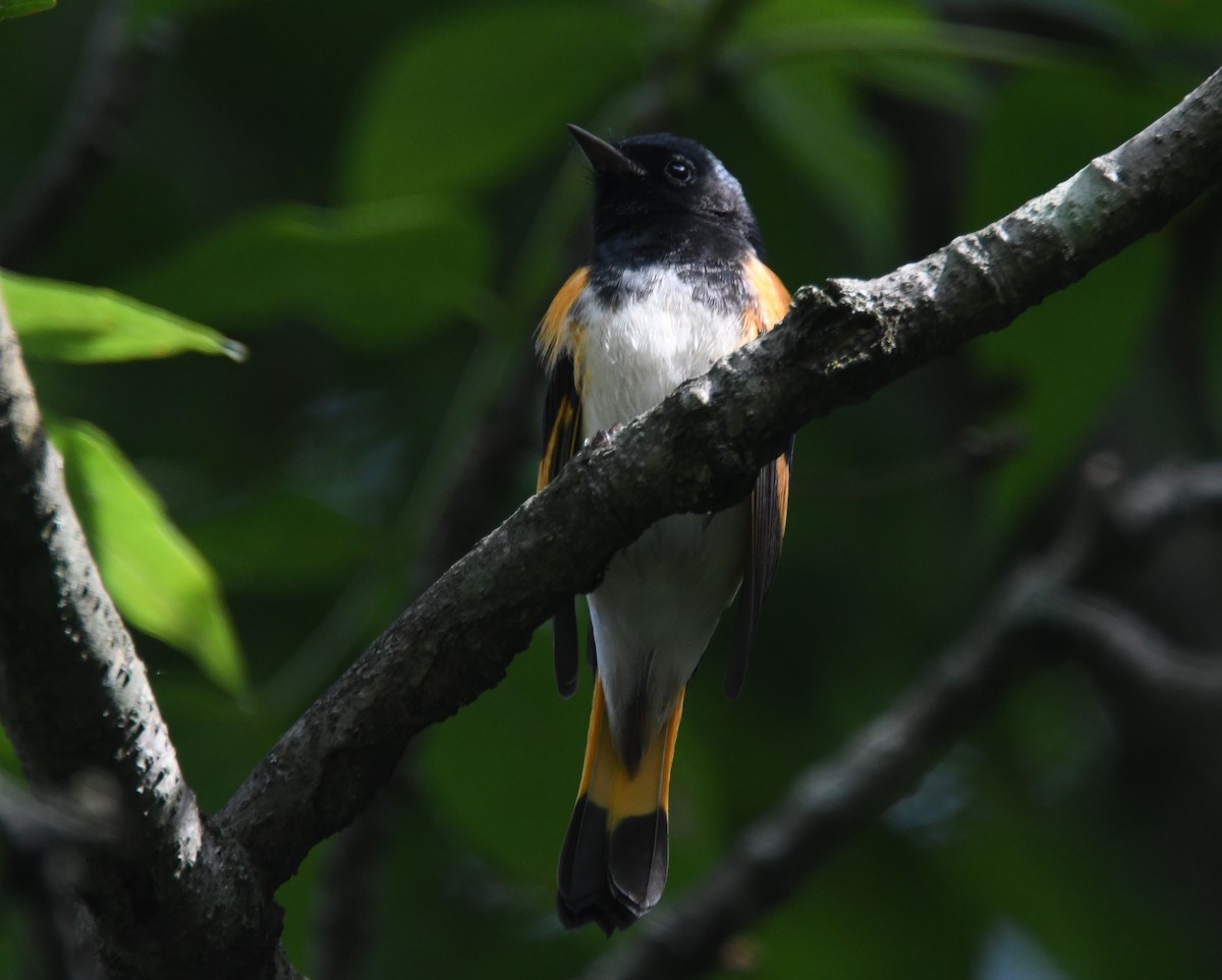 Горихвостковая древесница - ML645891761