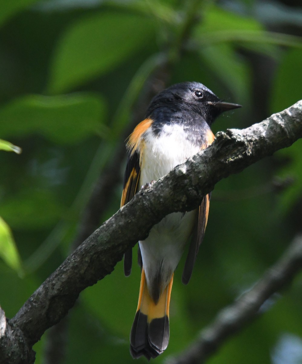 Горихвостковая древесница - ML645891762